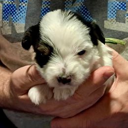 Roman (Green) - Piebald male Morkie puppy in Martin, Tennessee from Danza Bolo