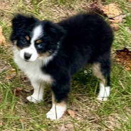Heddy - Black tri female Toy Australian Shepherd puppy in Blacksburg, South Carolina from Blue’s Family Aussies