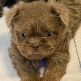 Purple boy - Lilac male Shih Tzu puppy in Berkeley Springs, West Virginia from Sandridge Shih Tzus