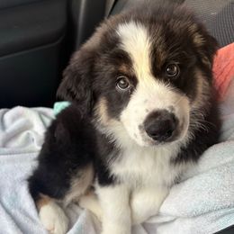 Jack - Black tri-color male Australian Shepherd puppy in Charlotte, North Carolina from Good Karma Aussies