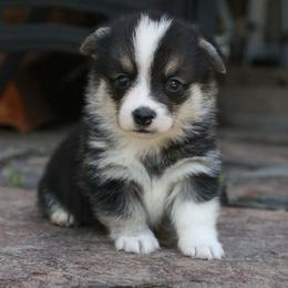 Moon - Black and tan male Pembroke Welsh Corgi puppy in Plains, Montana from Diamond Corgis