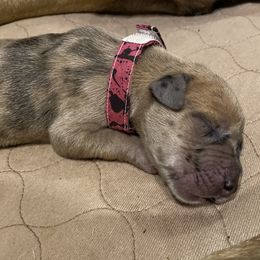 Girl 3 - Great Dane puppy in Dundee, Michigan from Weslow AKC Danes