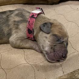 Girl 3 - Great Dane puppy in Dundee, Michigan from Weslow AKC Danes