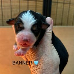 Boy 2 Banner - Black tri male Miniature Australian Shepherd puppy in Bristow, Iowa from Pine Ridge Toy Aussies
