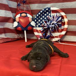 Bernedoodle and Labrador Retriever Puppies from MarmeDuke Doodles