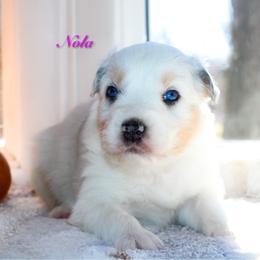 Nola - Blue merle female Australian Shepherd puppy in Coldwater, Michigan from Northern Star Australian Shepherds
