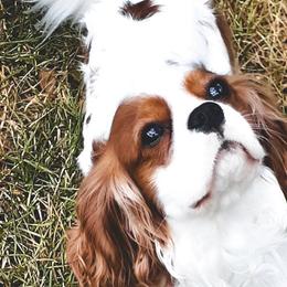 Cavalier King Charles Spaniels from Victory Spaniels