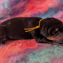 Yellow Collar Female Amethyst and Sage - Black and rust female Doberman Pinscher puppy in Spencer, Indiana from Jackson's Dobermans