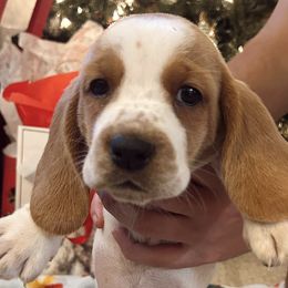 Basset Hounds from Eberlan Bassets