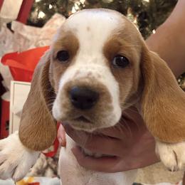 Basset Hounds from Eberlan Bassets