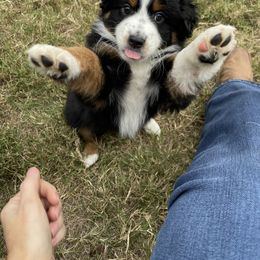 Miniature Australian Shepherd Puppies from Rebel Creek Mini Aussies
