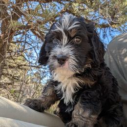 Harry Potter - Tri-color male Bernedoodle puppy in Indianola, Utah from Little Bear Bernedoodles