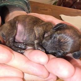 Daddy's little Brindle Girl - Brindle female Dachshund puppy in Barre, Massachusetts from Central Mass Dachshunds