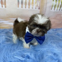 Hank - Liver and white male Shih Tzu puppy in Columbia, Kentucky from Lisa Bandy Shih Tzu