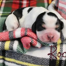 Rocky - Black white and tan male English Springer Spaniel puppy in Barnstead, New Hampshire from C & S Farms
