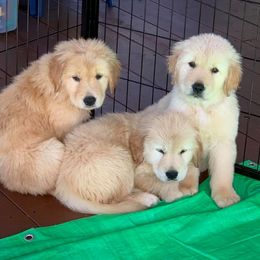 Golden Retriever Puppies from Rocking O Alpacas and Golden Retrievers