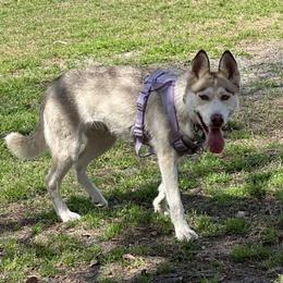 Gypsie - Siberian Husky