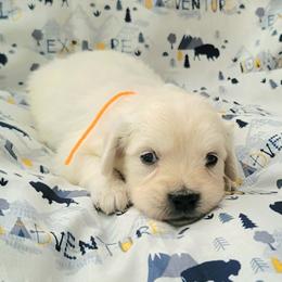 Ms. Orange - Light golden female Golden Retriever puppy in Campton, Kentucky from ElkRidge Goldens
