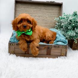 Atlas - Red male Cavapoo puppy in Statesville, North Carolina from Doodle Babies