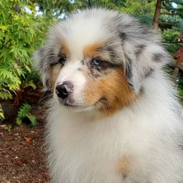 Shimmy - Blue merle Australian Shepherd puppy in Olympia, Washington from Echelon Australian Shepherds