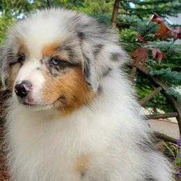 Shimmy - Blue merle Australian Shepherd puppy in Olympia, Washington from Echelon Australian Shepherds