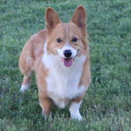 Max - Pembroke Welsh Corgi