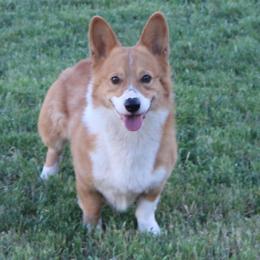 Max - Pembroke Welsh Corgi