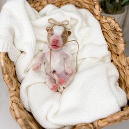 Story - Parti female Goldendoodle puppy in Ooltewah, Tennessee from Allison Family Doodles