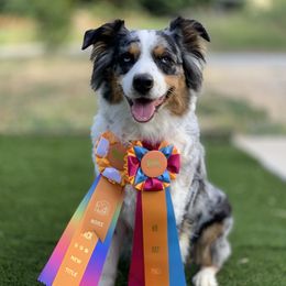 Laci - Australian Shepherd
