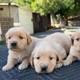 Girl 2 - Golden female Golden Retriever puppy in San Jacinto, California from Golden Retriever Puppy Bliss