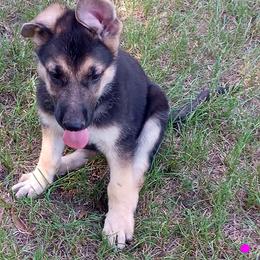 Luna (Pink) - Black and silver female German Shepherd puppy in Bedias, Texas from TiPi S Ranch's German Shepherds