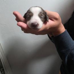 Pumpkin - Piebald male Dachshund puppy in Tucson, Arizona from D-S Ranch Corgis