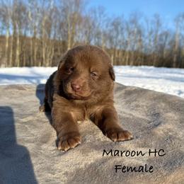 Maroon HC - Liver female German Shepherd puppy in Terra Alta, West Virginia from Shepherd Country Farm and Kennels
