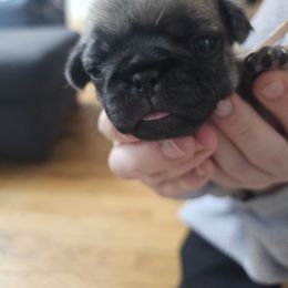 Pink - Fawn female Pug puppy in Tallapoosa, Georgia from West Georgia Pugs