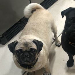 Pugs from Puggie