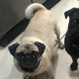 Pugs from Puggie