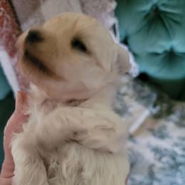 Ivy - Cream female Maltipoo puppy in Mena, Arkansas from Belle Ball Puppies