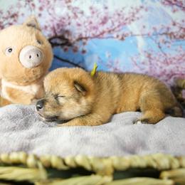 Yellow Collar - Red sesame male Shikoku Ken puppy in Pennsylvania from Aoiyama Sou Shikoku Kennel
