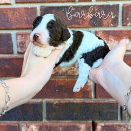 Barbara - Brown and white female Bernedoodle puppy in Owasso, Oklahoma from Kallams Bernedoodles & Bernese Mountain Dogs