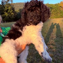 Rain - Parti male Goldendoodle puppy in Jasper, Georgia from Harrington Doodles & Poodles