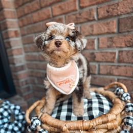 Brandy Belle - Chocolate merle female Bernedoodle puppy in Fleming Island, Florida from Island Doodles