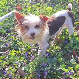 Demi - Yorkshire Terrier