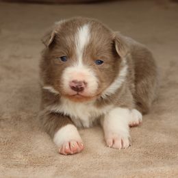 Keene - Black Collar - AKC - Lilac male Border Collie puppy in Courtland, Alabama from C Bar C Ranch Border Collies