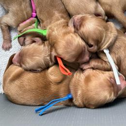 Happy (Blue) - Red  male Goldendoodle puppy in Bay City, Texas from Charming Doods Goldendoodles