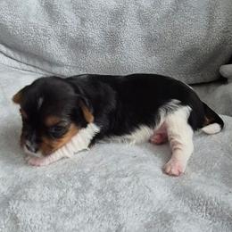 Puppy 3 - Parti female Yorkshire Terrier puppy in Newnan, Georgia from Yorkie Tales