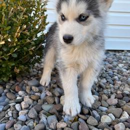 Siberian Husky Puppies from Angelica Zhushma