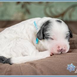 Ollie - Black and white male Cockapoo puppy in Connersville, Indiana from Deaz Doodle Ranch