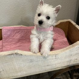 Poodle and West Highland White Terrier Puppies from JJs Puppies of the Carolinas