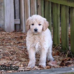 Kimber - Cream female Goldendoodle puppy in Lebanon, Missouri from Knapp's Paw Prints