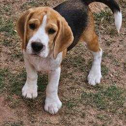 Boy 3 - Black tan and white male Beagle puppy in Greenville, South Carolina from Fairmont Beagles
